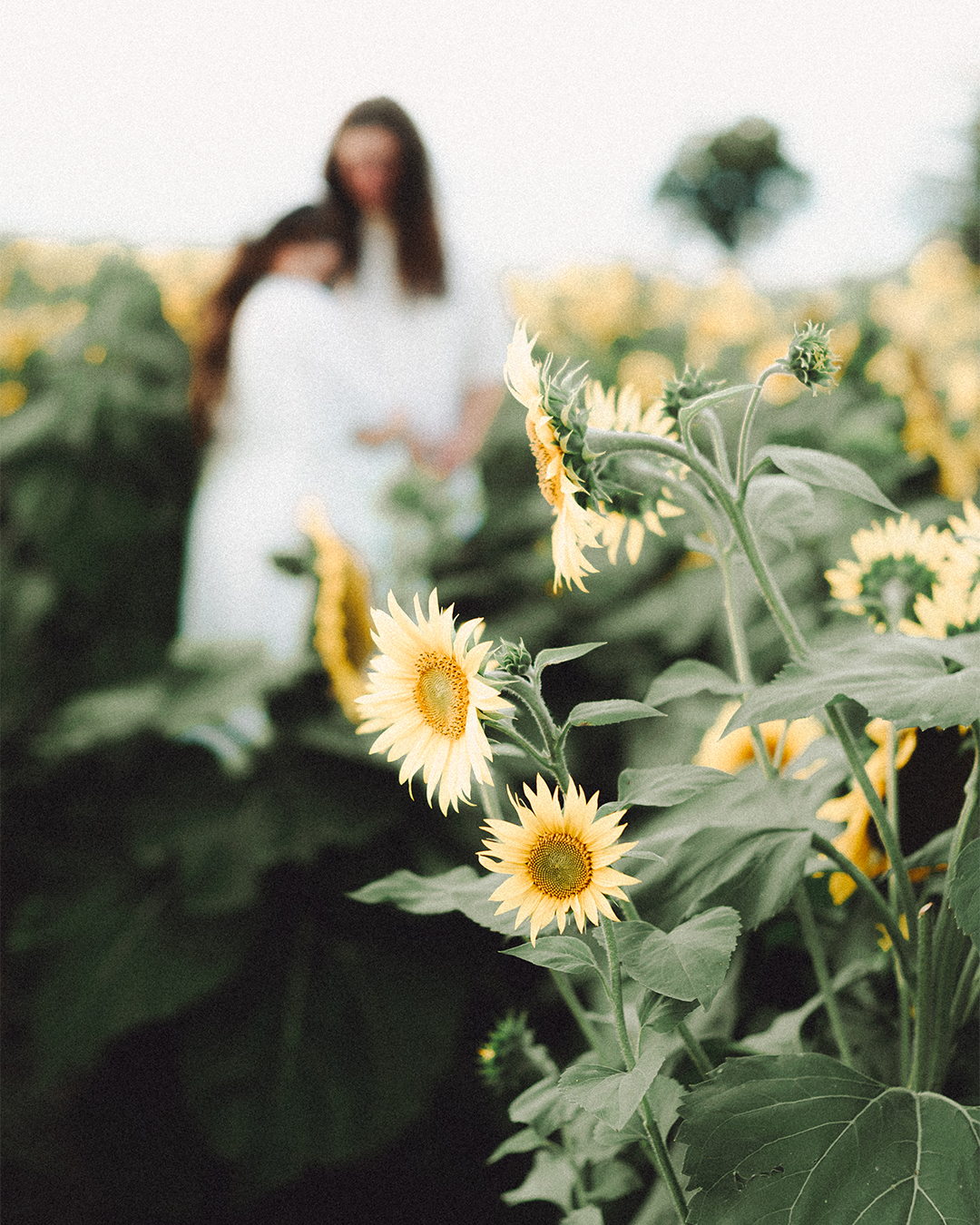 Lovestory Pregnancy Announcement Among the Sunflowers of the Wooden Shoe Tulip Farm — photograph 19 of 39